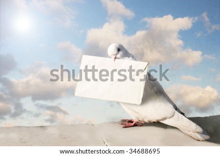 White Homing pigeon with letter