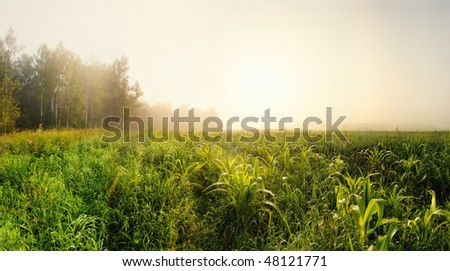 Morning corn field in a gold fog