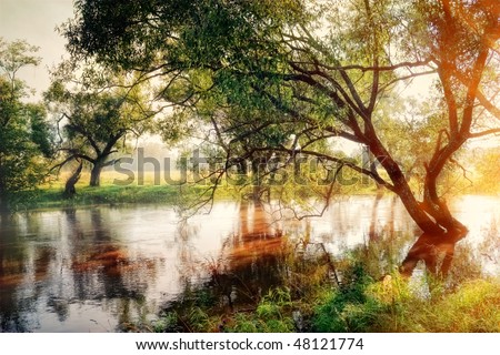 Morning forest river and willow in gold fog
