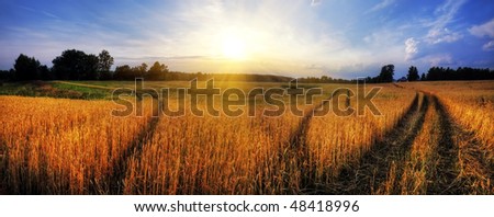 Panorama of wheat field at sunset