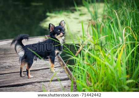 long haired chihuahua dog. Long-hair Chihuahua dog