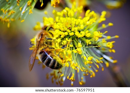 stock photo Closeup of Pussy Willow branches with bee