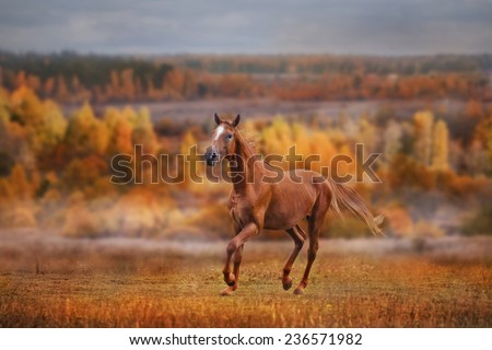 The Russian Don horse running on golden forest background