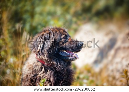 Caucasian shepherd dog outdoor exterior portrait