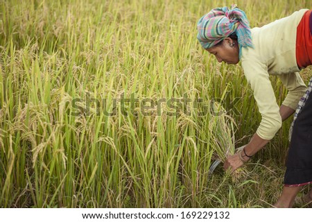SAPA, VIETNAM -SEP 30: Unidentified farmer from the Black Hmong Ethnic Minority People harvesting on terrace rice field on September 30, 2011 in Sapa, Vietnam.