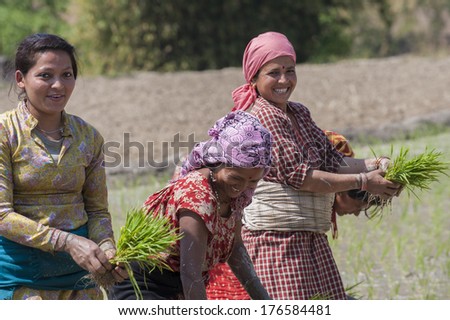 ANNAPURNA AREA, NEPAL - MARCH 29: An unidentified Nepalese women plant paddy at his field on the Annapurna trail on March 29,2013
