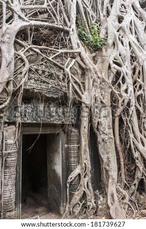 Tomb Raider tree in Cambodia, Siem Reap, Angkor Wat