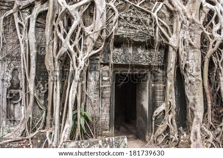 Tomb Raider tree in Cambodia, Siem Reap, Angkor Wat