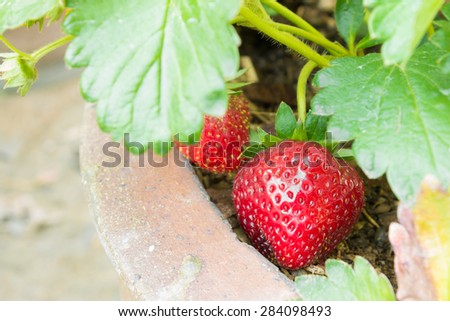 Red strawberry fruit new born in flowerpot with green leaves background for food design.