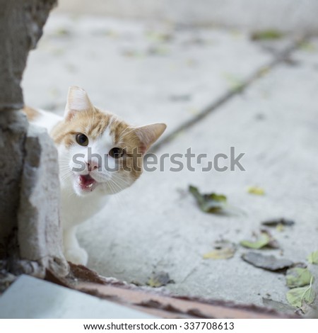 Feral Cat Outside (Shelter)