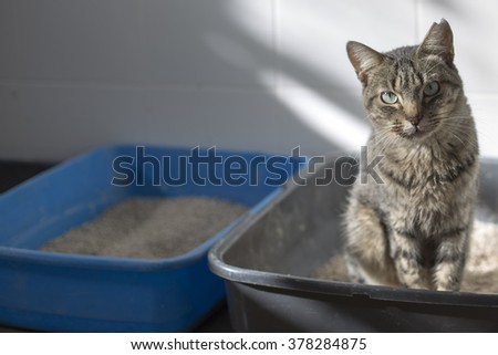 Tabby cat in a litter box