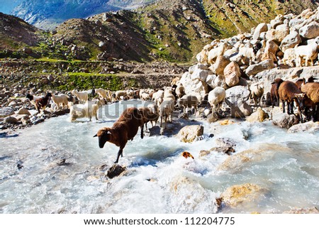 Sheep flock in the mountainous area