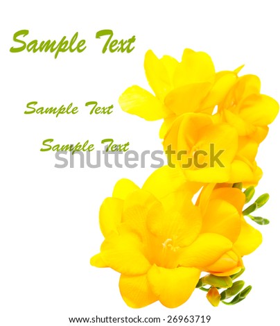 Yellow Freesia Flower