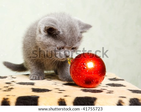 Baby cat playing with the Christmas decoration