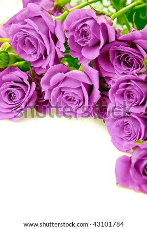 Purple Rose Background on Purple Roses Bouquet On A White Background Stock Photo 43101784