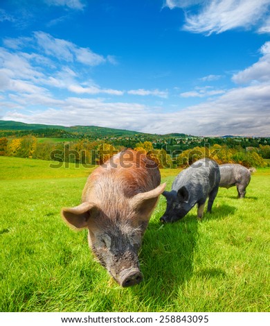 Pasturing pigs: domestic animals eating fresh green grass on a sunny day