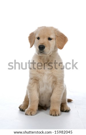 golden retriever puppy photos. stock photo : golden retriever