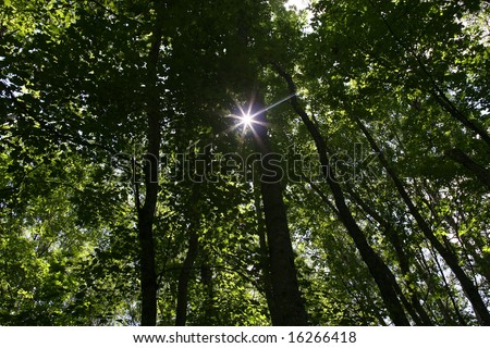 sun spot in green trees