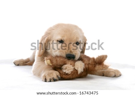 golden retriever pup. stock photo : golden retriever