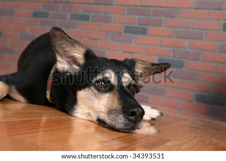 big dog resting chin on wood floor