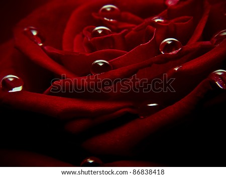 close up shot of water drops on a red rose