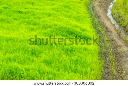 Green Rice Field with soil path way .