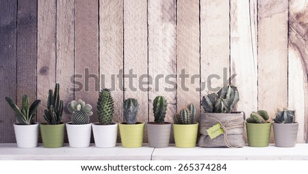 Cactus and succulents collection in small flowerpots. The rustic interior. With retro filter effect