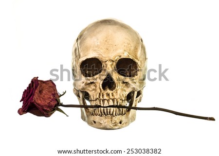 Skull with dry red rose in teeth on white background