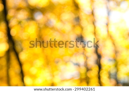 Blurred trees in fall in the sun, yellow, brown, white pattern, background