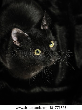 Black cat on a black fur.