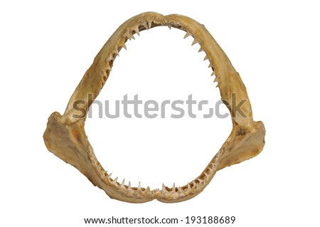 Shark jaw isolated on white background.