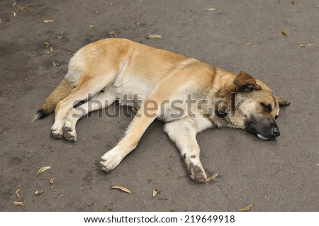 A stray dog sleeps on the pavement.