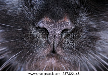 Black cat nose. Macro shooting.