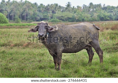 The female buffalo grazing on a green meadow against the forest, looking at the camera. Goa, India.