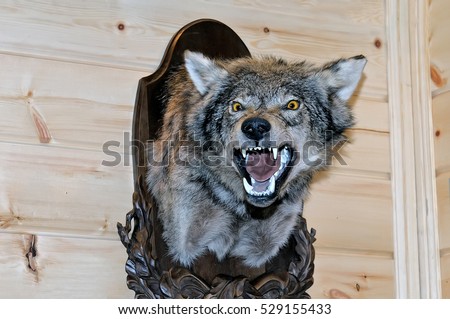 Taxidermy stuffed wolf\'s muzzle with bared mouth and teeth is hanging on a wooden stand on a wooden wall