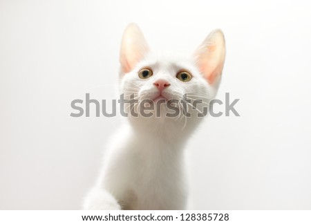 A white kitten curiously looks up with its paw about to rise. The light from a white background shines through the kitten\'s translucent ears, which are standing up to attention.