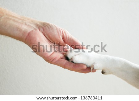 A man\'s hand is gently holding a dog\'s paw. The man\'s hand is creased and masculine, while the dog\'s paw is large and strong but friendly.