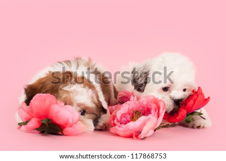 Shih Tzu Maltese cross puppies between flowers