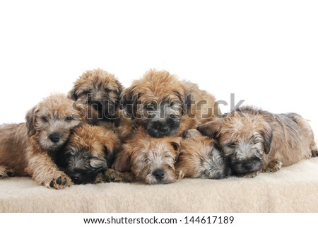 Soft Coated Wheaten Terrier puppies