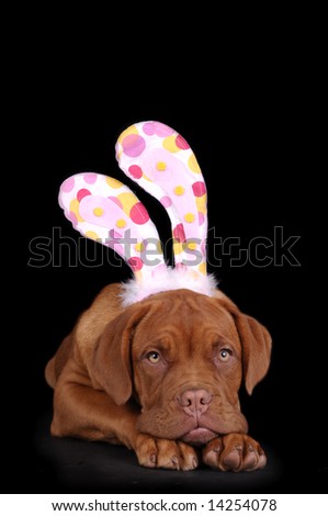 Dog Easter
