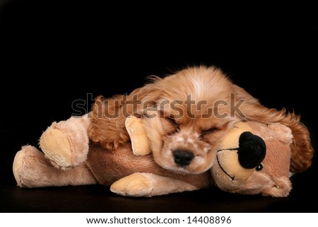 Puppy sleeping on bear