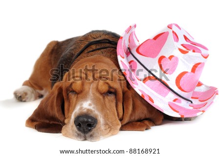 basset hound hat