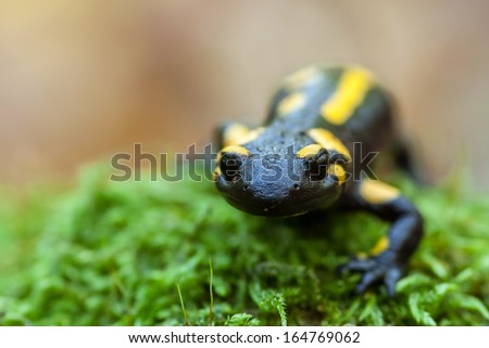 A black yellow spotted fire salamander.
