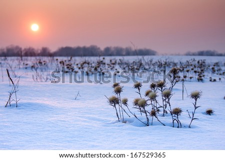 Dry thistle covered with snow and sunrise.