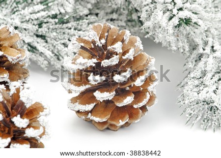 fir cone with snow - background