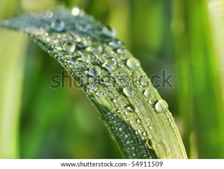 water drops - pearls closeup