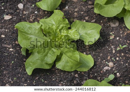 Young Salad Leaves - vegetable patch