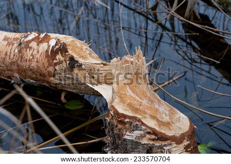 tree that has been cut down by a Beaver in East Europe