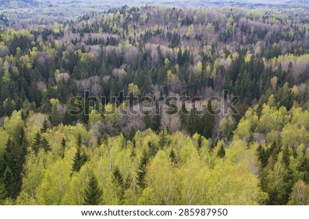 top view to forest in spring