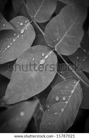 Black and white macro of Leaves with morning dew